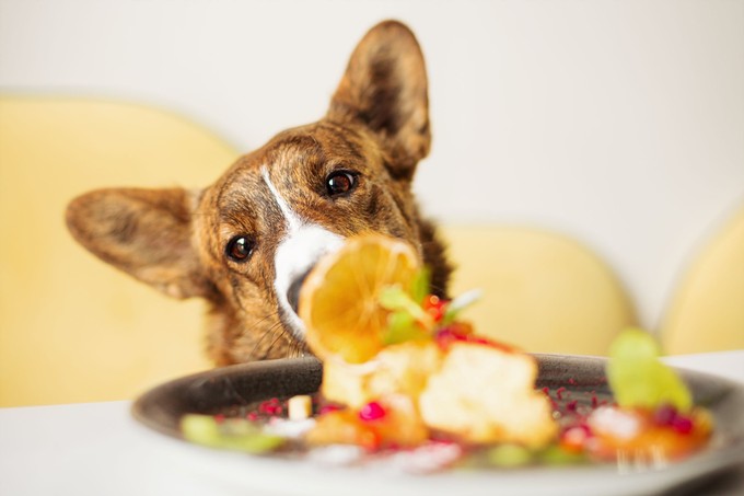 Ez a kedvelt őszi gyümölcs halálos lehet a kutyákra – már 5 szem is végzetes belőle című cikk nyitóképe