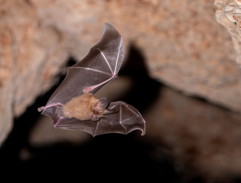 orvos válaszol denevér sérülés veszettség oltás