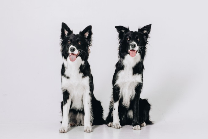 Milliókért klónozzák elhunyt kedvenceiket a hírességek című cikk nyitóképe