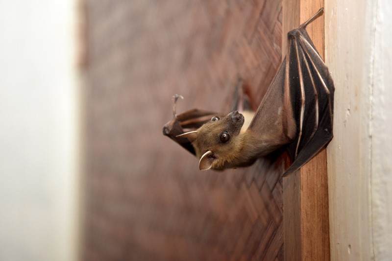 Denevérekben előforduló vírusok kutatásába kezd a Pécsi Tudományegyetem