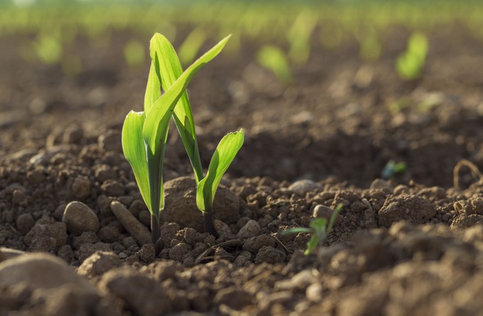 Nagyobb mennyiségű gyógyszermaradványok lehetnek a talajban című cikk nyitóképe