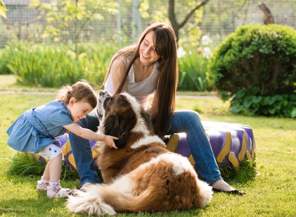 Valóban nyugodtabbak a nagytestű kutyák és izgágábbak a kicsik?  című cikk nyitóképe
