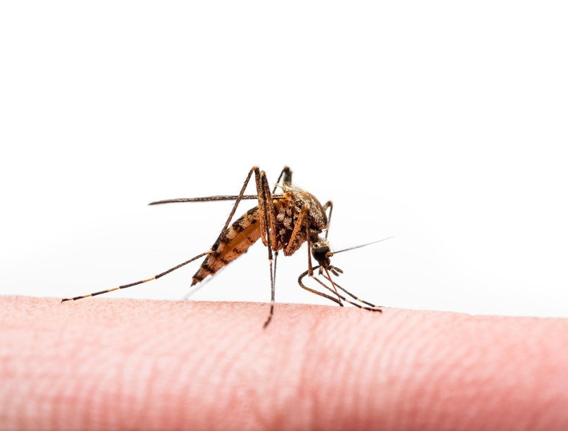 tigrisszúnyog dengue-láz tünet figyel