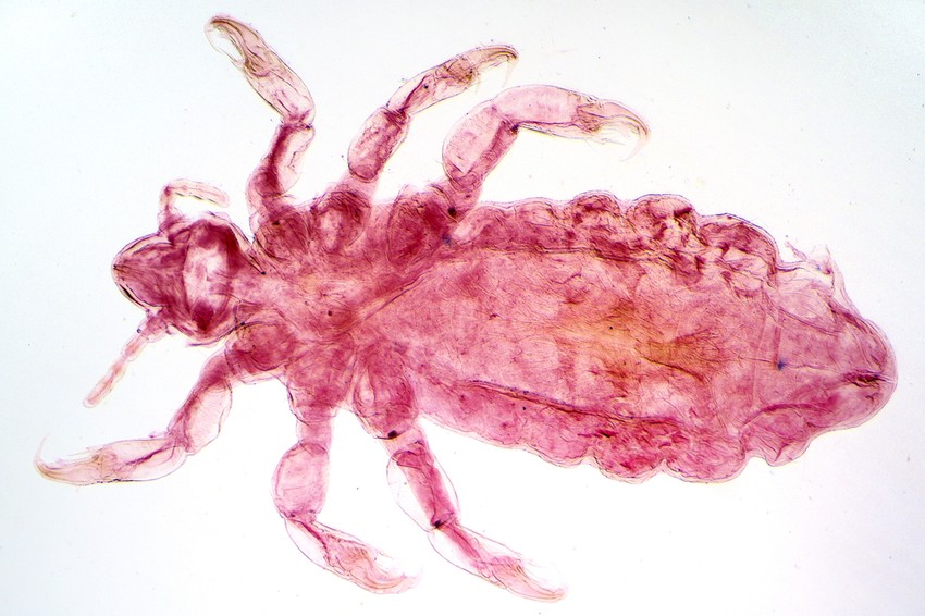 A ruhatetű (Pediculus humanus humanus, vagy sokszor P. h. corporis) emberen élő obligát ektoparazita.