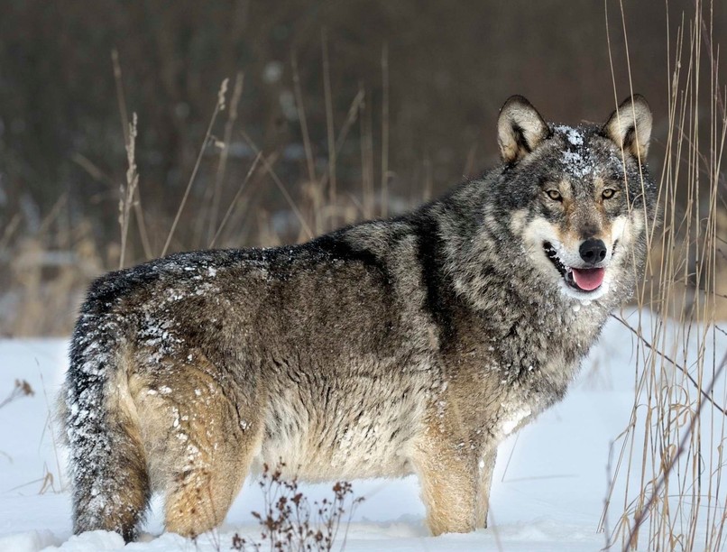 csernobil mutáció farkasok rák ellen