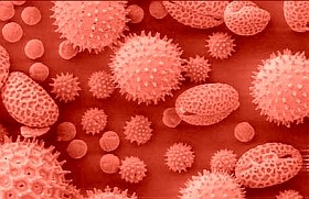 Szakértő: megelőzhetőek a pollenallergiás tünetek!