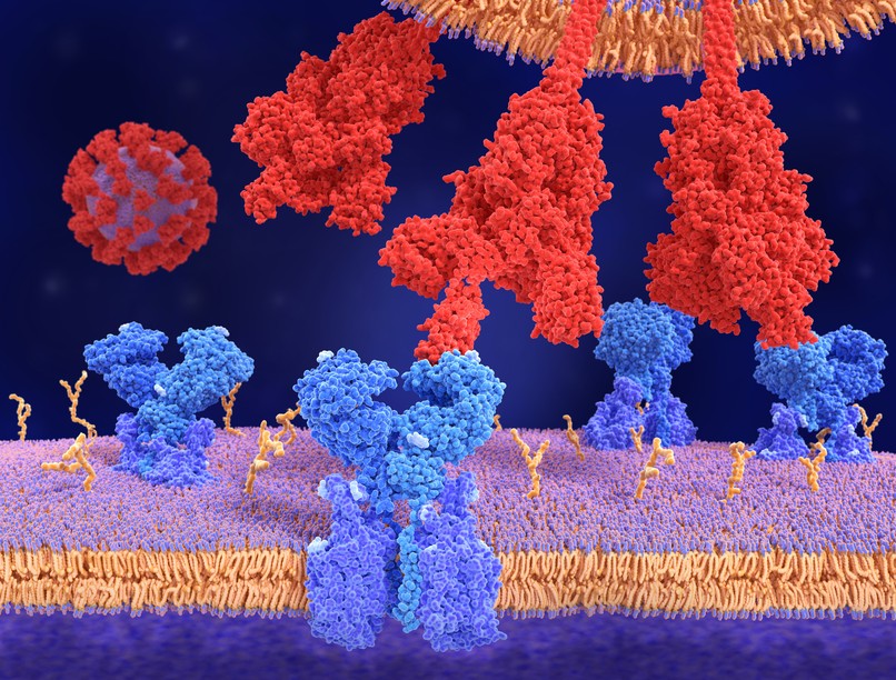 szívizomgyulladás, covid, oltás, koronavírus