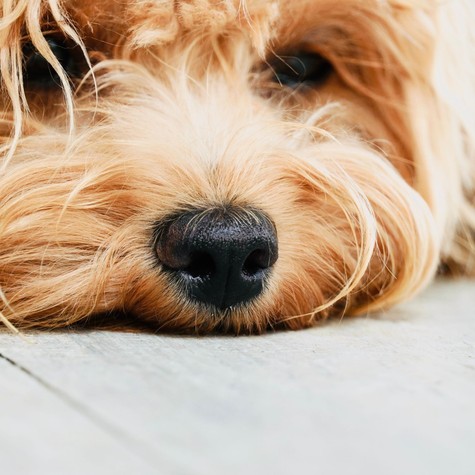 Tényleg betegséget jelez az, ha száraz a kutya orra? című cikk nyitóképe