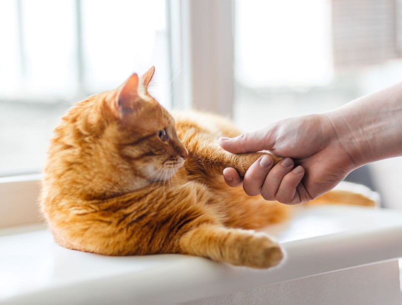 honnan tudom macska szeret