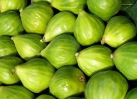 Füge, az izgató szépítőszer