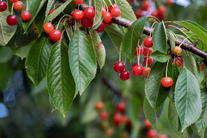 Az éretlen gyümölcs fogyasztása okozhat bajt? Az orvos válaszol című cikk nyitóképe