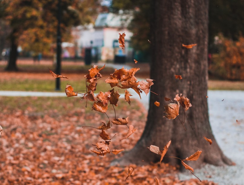 orvosmeteorológia, front, alvászavar, fejfájás, szél