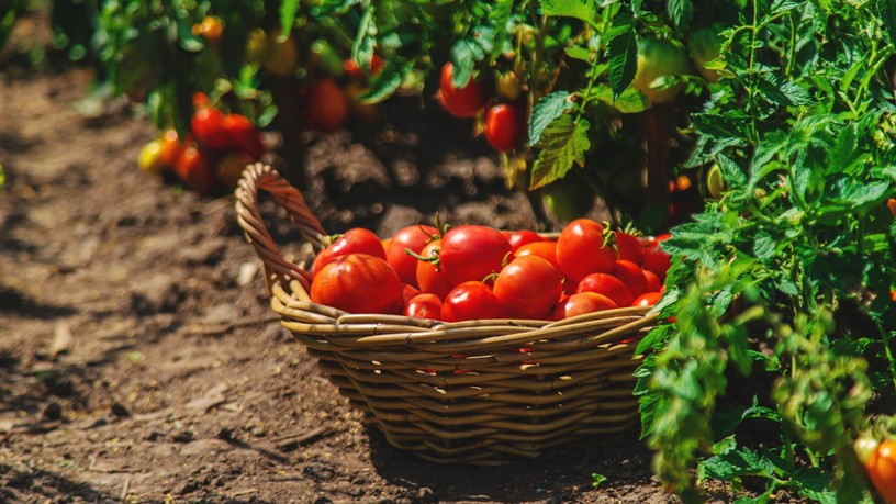 paradicsom föld tápoldat házi vegyszermentes tipp