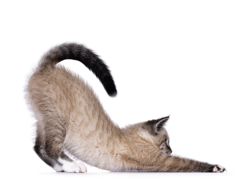 orvos válaszol macska széklet féreg férges