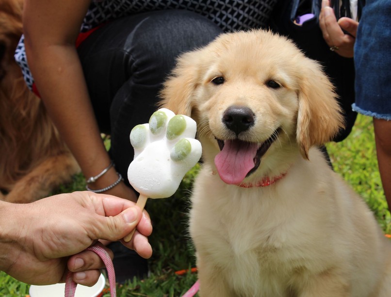 kutya hűsítő étel etetés nyár