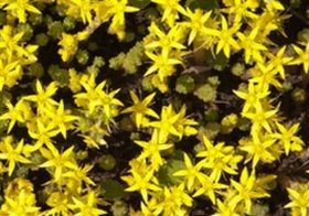 A borsos varjúháj... gyógyít vagy mérgez?