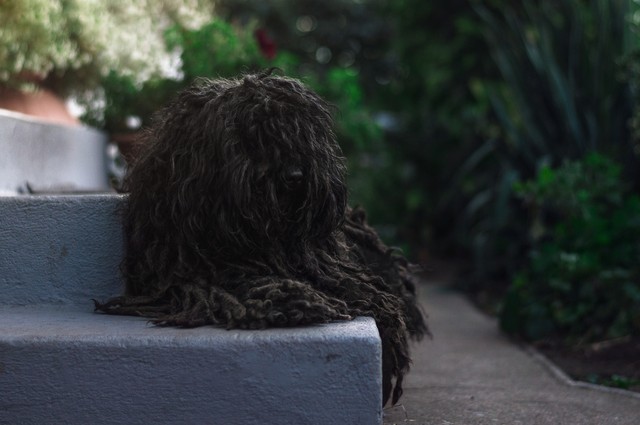 Öreg, vak puli védte idős gazdáját