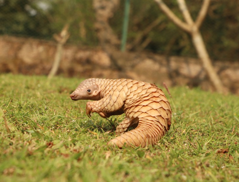 tobzoska, robot, műtét, egészségügy