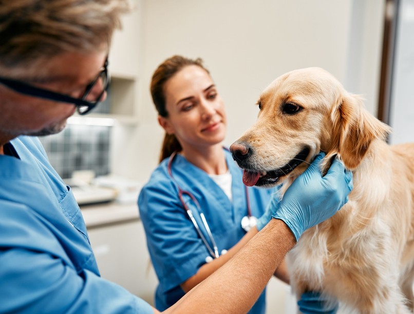 mastocitoma hízósejtes daganat kutya állatorvos