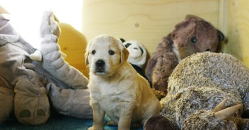  Genetika és viselkedés: mennyire határozza meg a kutya fajtája a személyiségét? 