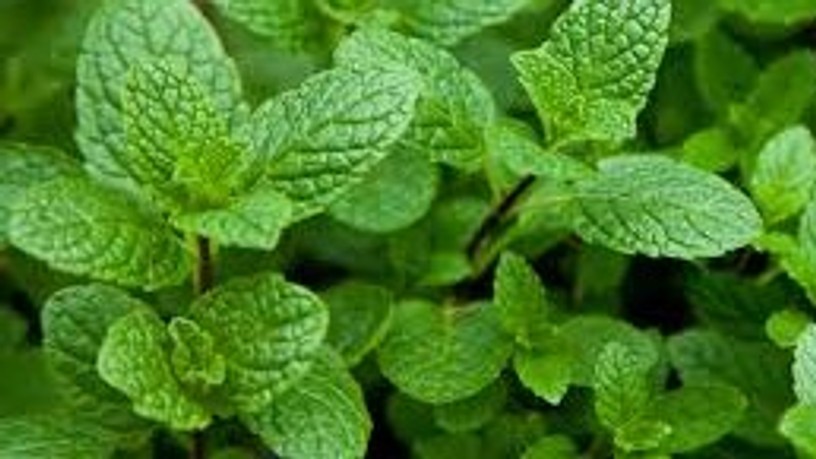 menta_0