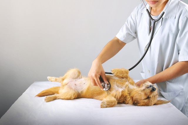 Az IKEA visszahívja a kisállatoknak tervezett LURVIG vízadagolót