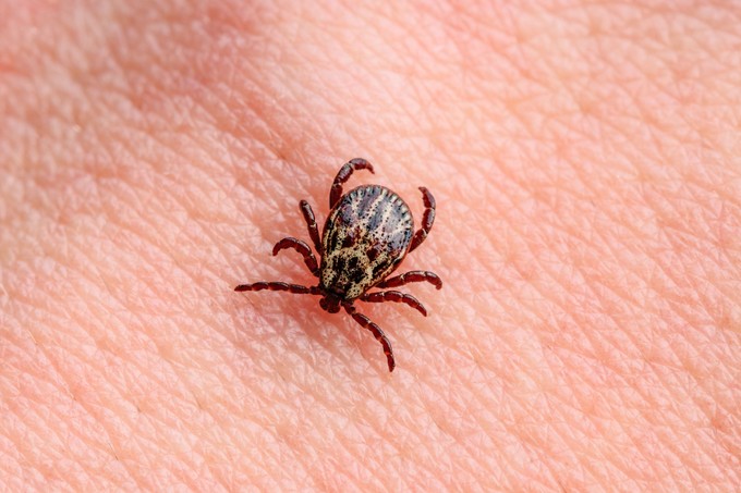 A Lyme-kór fázisai: hogyan fejlődik ki és mit tehet ellene? című cikk nyitóképe