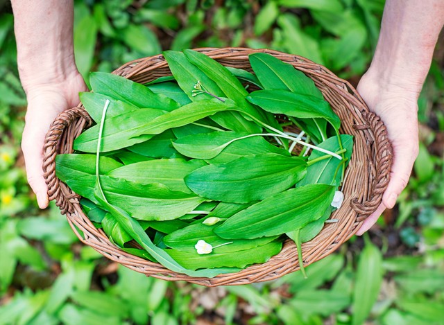 Ez a 3 másodperces ellenőrzés életet menthet medvehagyma-szedéskor