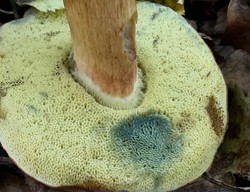 Nyomásra enyhén kékülő csöves termőréteg.