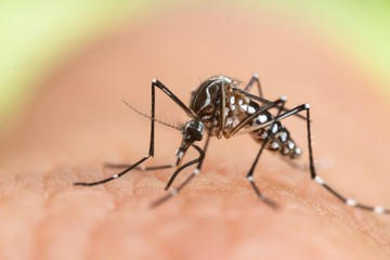 Dengue-láz és malária: trópusi betegségek jelentek meg Magyarországon