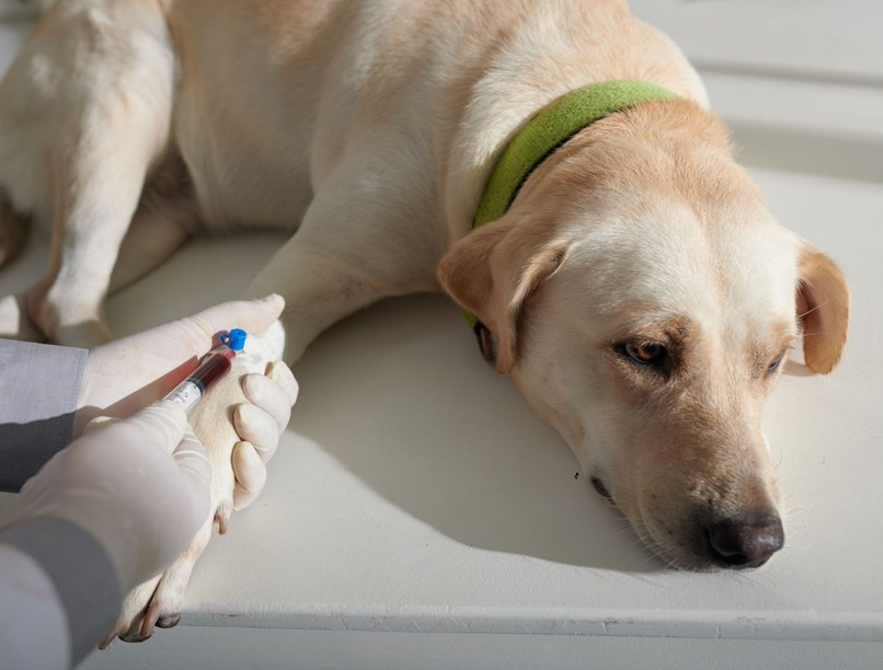 kutya szívféreg megelőzés szűrővizsgálat