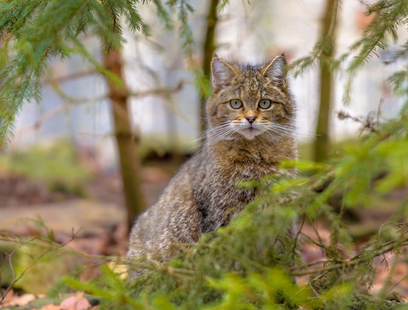 felelős macskatartás vadmacska kutatás állatvédelem
