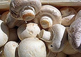 Közérdekű! A vadon termett gomba forgalomba hozatala