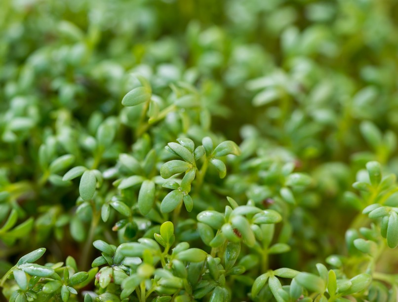 zsázsa, fűszer, egészség