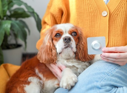 Milyen gyakran kell féreghajtót adni a kutyáknak? című cikk nyitóképe