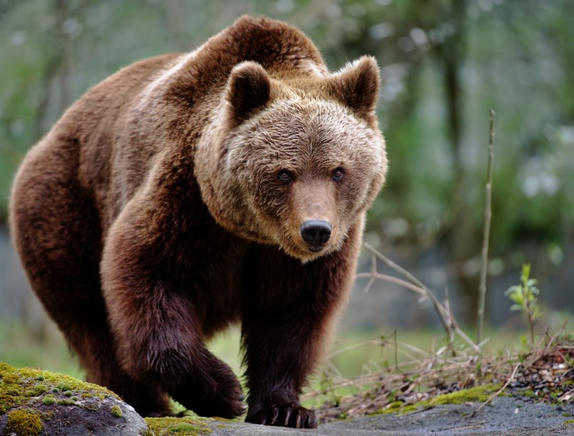 medve medvenyom Nógrád