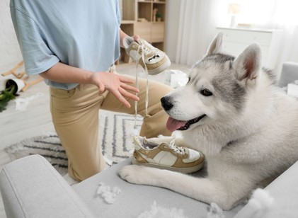 Szétrágott cipők, megcsócsált kanapé? Így szoktassa le kutyáját a rombolásról című cikk nyitóképe