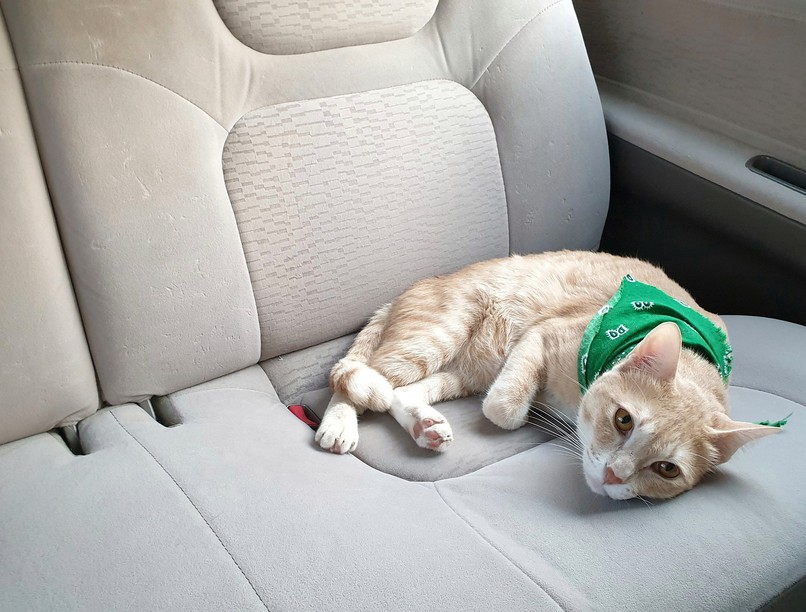 hírek macska pláza parkoló rendőr