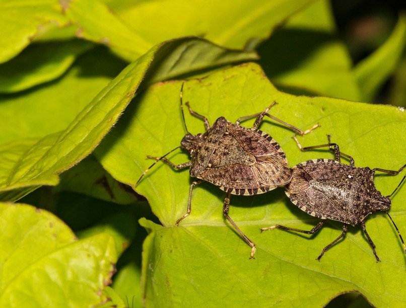 poloska invázió rovarok poloskatérkép