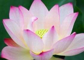 A jóga hatása a derékfájásra