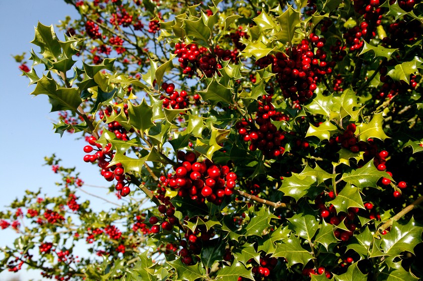 A magyal levelei, ágai és bogyói gyönyörű ünnepi díszek, de a bogyók mérgezőek az emberekre és a háziállatokra . A magyal bogyók lenyelése hányást, hasmenést, kiszáradást és álmosságot okozhat.