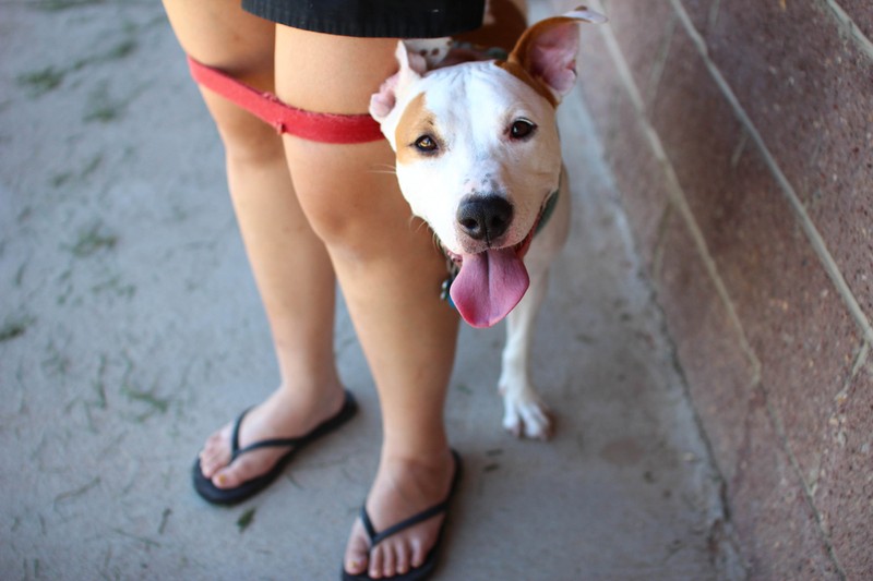 Rálépett egy kutya a sarkamra, elkaphattam a veszettséget? Az orvos válaszol