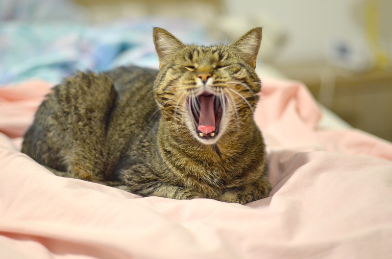 Koronavírus: letüsszentette a macska, elkapta a covidot az állatorvos