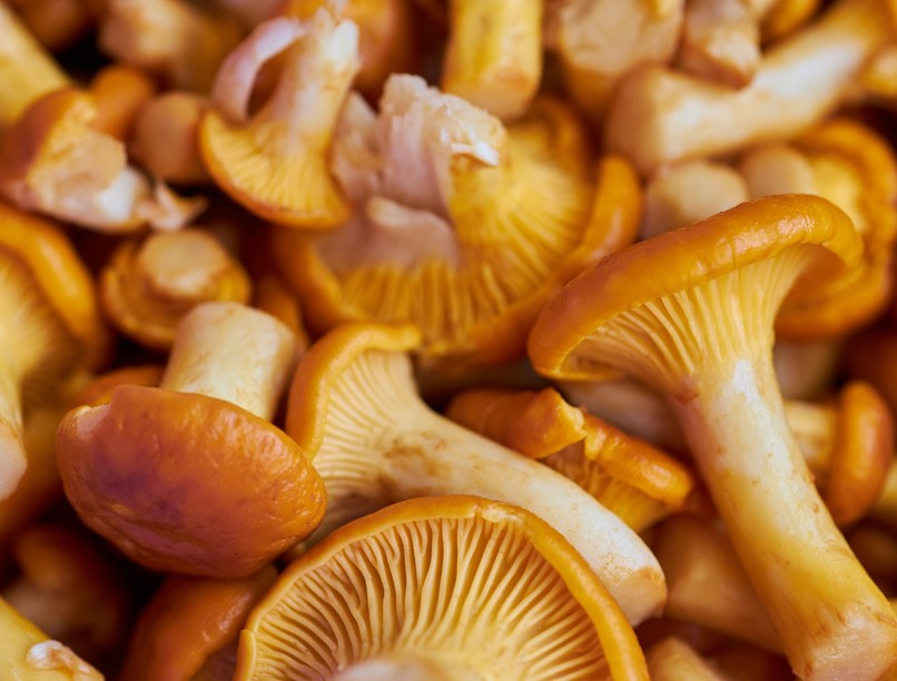 gomba inzulinrezisztencia kezelés tanulmány kutatás