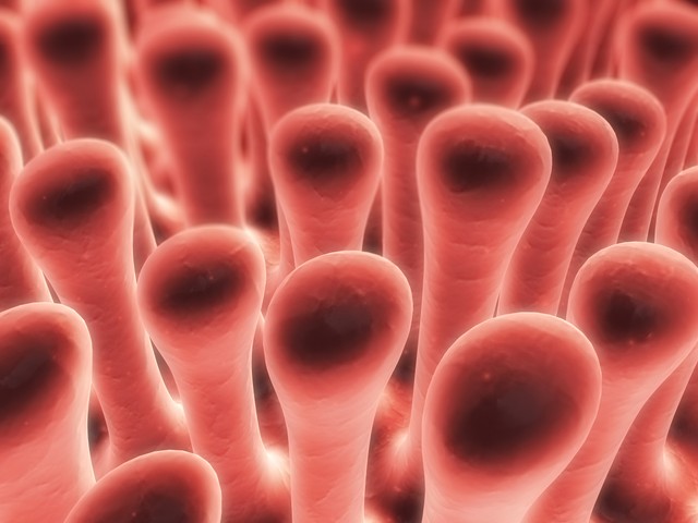 Így derítheti ki, hogy elsorvadtak-e a bélbolyhai