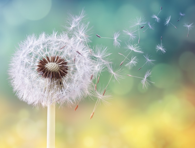 allergia, pollenallergia, szűrés, vizsgálat