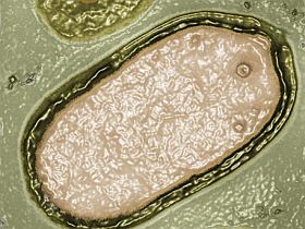 Harmincezer éves óriásvírus