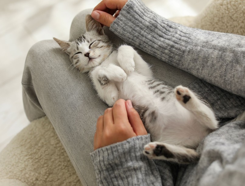 háziállat kutya macska boldog mentális egészség  