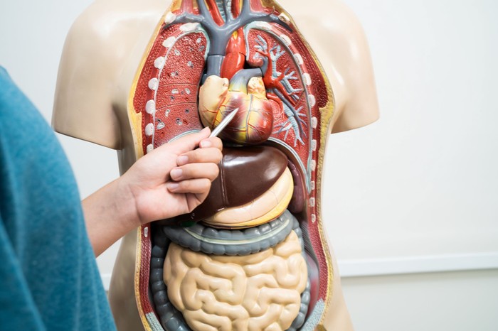 13 bizarr dolog az emberi testről, amelyről a legtöbben soha nem is hallottak