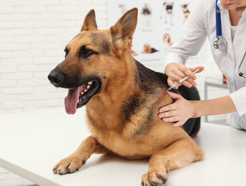 kutya oltás vakcina veszettség ellen vírus